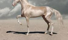 2021年属马人害太岁怎么化解 牛年属马的人犯太岁化解方法