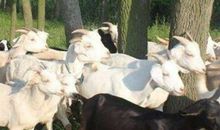 2003年属羊人2021年运势男命 03年出生18岁生肖羊男2021年运程详解