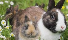 1999年属兔人2021年运势男命 99年出生22岁生肖兔男2021年运程详解