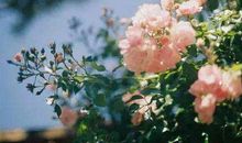 11月开始运势势不可挡，让人刮目相看的生肖，走上富贵的道路