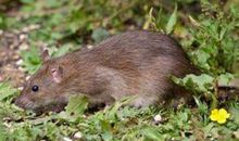 2008年属鼠人2021年运势男命 08年出生13岁生肖鼠男2021年运程详解