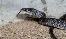 2013年属蛇人2021年运势男命 13年出生8岁生肖蛇男2021年运程详解