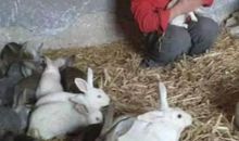 2011年属兔人2021年运势男命 11年出生10岁生肖羊男2021年运程详解