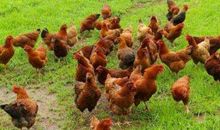 2005年属鸡人2021年运势男命 05年出生16岁生肖鸡男2021年运程详解