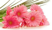 天秤座中途放弃感情的概率有多大？