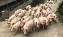 2007年属猪人2021年运势男命 07年出生14岁生肖猪男2021年运程详解