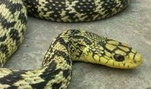 2001年属蛇人2021年运势男命 01年出生20岁生肖蛇男2021年运程详解