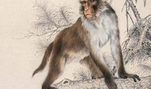 未来两个月，必能运转财来的3大生肖