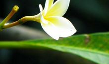 再穷也穷不到年底的生肖，下周起横财大涨，诸事顺遂，福气享不尽