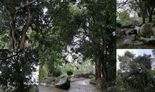 莆美岩老树真多风水好——福建省漳州市云霄