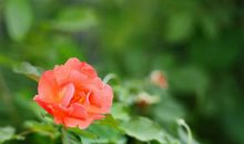 11月下旬运势旺上旺，喜事不断，财路不断，身价暴涨的四属相