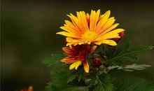 2020年喜事好事齐登门，3生肖桃花开，事业旺，收获颇丰！