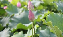 5月初，桃花运飙升，喜事从天而降，牵手真爱的4个星座