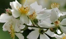 生肖属虎的女人2020年贵人运，受驿马星影响，小幅波动