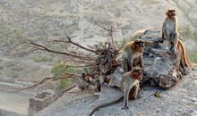 聪明的生肖属相代表