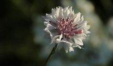 下月开始，三大生肖头顶祥云，气势如虹，从此飞黄腾达