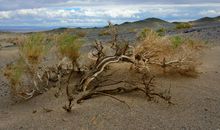 11月下旬起运势一路走旺，财神偏爱，运势逆天，横财连发的四属相