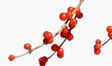 生肖属猴女2020年11月份生小孩好不好，性格怎么样