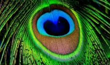 心理测试：你最喜欢哪种孔雀羽毛，测出你在哪方面最有福