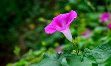 11月19号起财神加持，财运突飞猛进，事事顺心，钱财上门的四属相