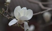 恭喜4生肖，初四万事如意，大吉大利，财运畅通无阻！