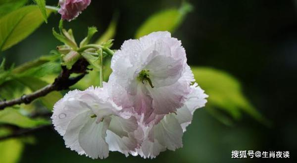 5月，旧情人未走，撩拨心弦，3生肖爱意执着，难以放弃，再续前缘 1