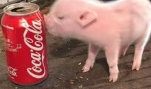 2007年属猪的人2021年运势 15岁佩戴什么吉祥物好