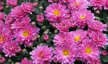 未来三个月时来运转，运势如火一般旺盛，每天都能发横财的四属相