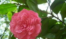 未来一年财神独宠，事业如日中天，富贵盈门，添财添喜的3大生肖