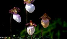 2月初，财运突飞猛进，由穷变富，喜笑颜开的4大生肖