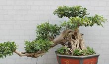 榕树盆景怎么养对风水好？