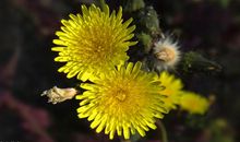 这4大生肖，2月有财有福，横财一波接一波，享尽荣华富贵