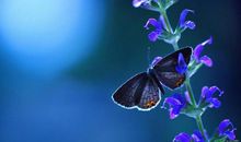 1月29日生肖运势走向，分分合合吵吵闹闹，苦尽甘来月末转运