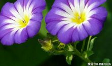 从4月1号开始运势红火，福气旺盛，事业爱情双丰收的三大生肖