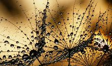 属猴人2021年1月运势