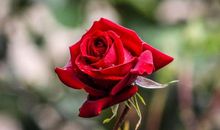 2020年贵人护航，人缘运势大旺的生肖