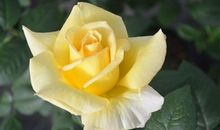 从4月1日开始贵人入运，衰运转旺，财运亨通，顺风顺水的三大生肖