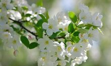 狮子座对另一半有哪些要求，你知道么？