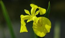 福气满满，财气旺旺的三大生肖