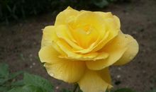 从4月1日开始好运爆棚，财运旺盛，会福星高照，美满幸福的生肖