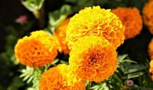 自4月起运势旺起来，会福多财旺，前程似锦的三大生肖