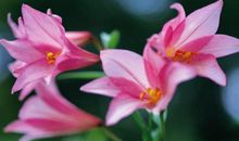 11月14号开始有大运到来，四生肖财字当头，自身带来了大好财运!