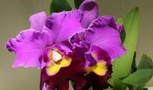 鸿运当头，福气多多的三大生肖