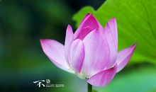 财富数不清的三生肖，11月15-18号，财运冲天，喜变富翁