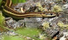 属蛇2020年运势及运程