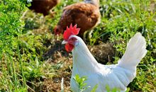 2021年生肖鸡运势