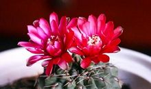 必看！12生肖在恋爱中要改正的缺点