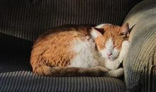 独家揭晓！12星座感情洁癖排行！