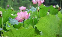 1月末开始，日进斗金，福禄双全，功成名就的4生肖