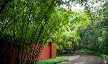 道家风水告诉你最易引来好风水的庭院植物